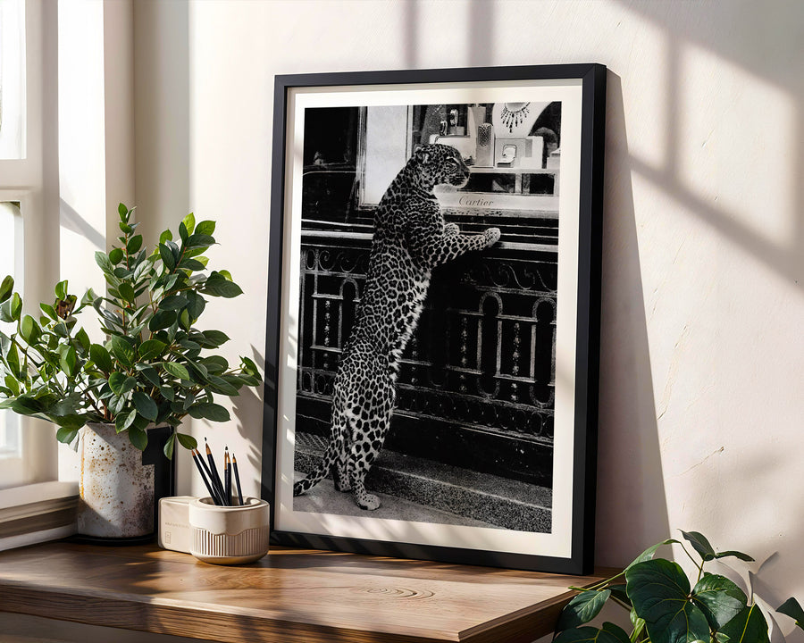 Framed black and white photograph of a leopard on a wooden shelf with plants.